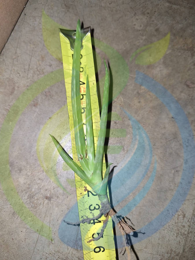 Aloe Vera Plants