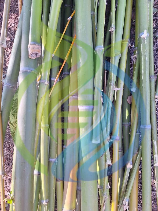 Bamboo Cuttings