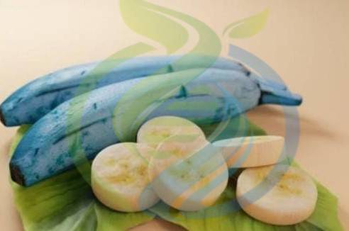 Blue Java Banana Sucker