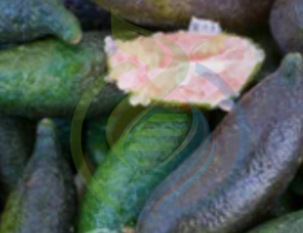 Pink Champaigne Finger Lime tree