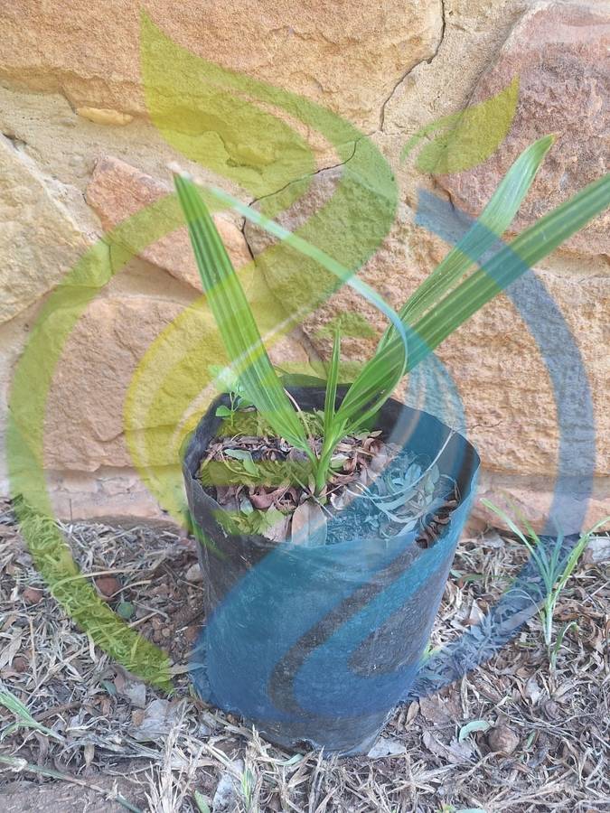 Madjool Date Palm tree