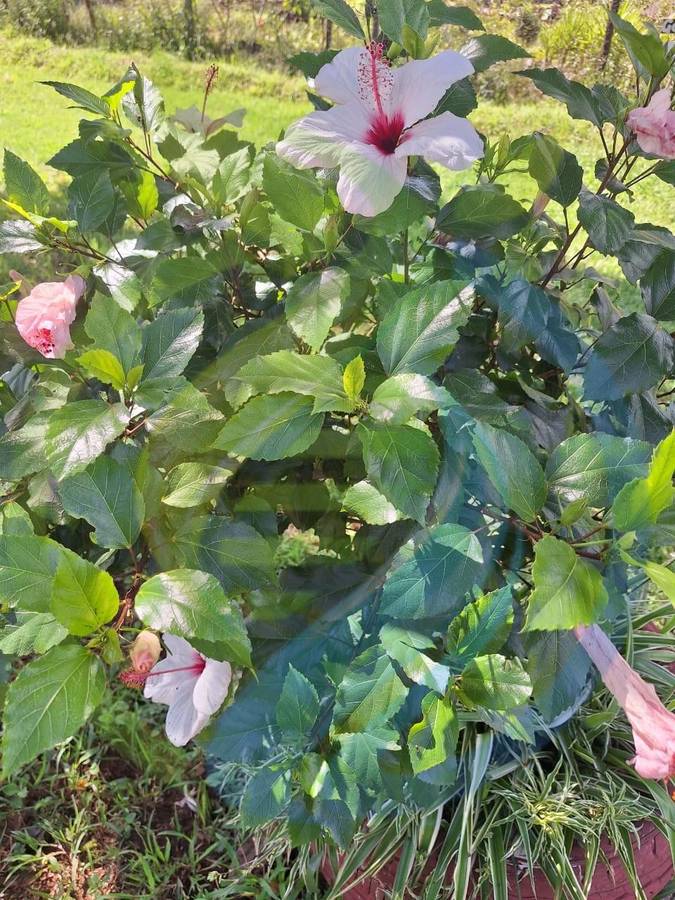 Hibiscus plant cream and pink