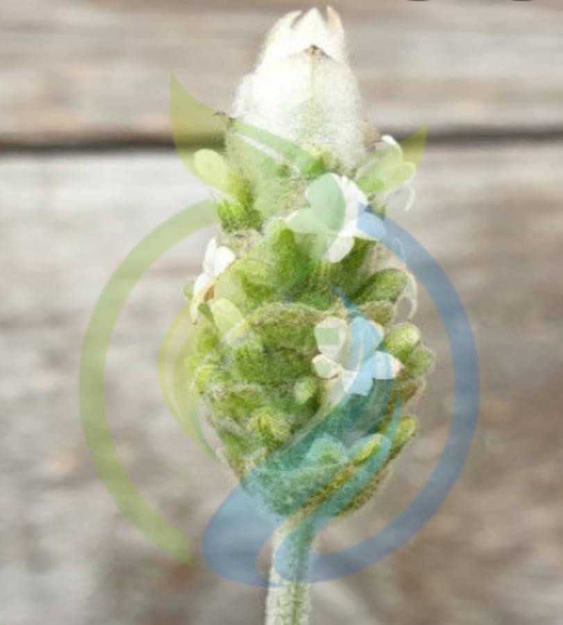 White Lavender Plant