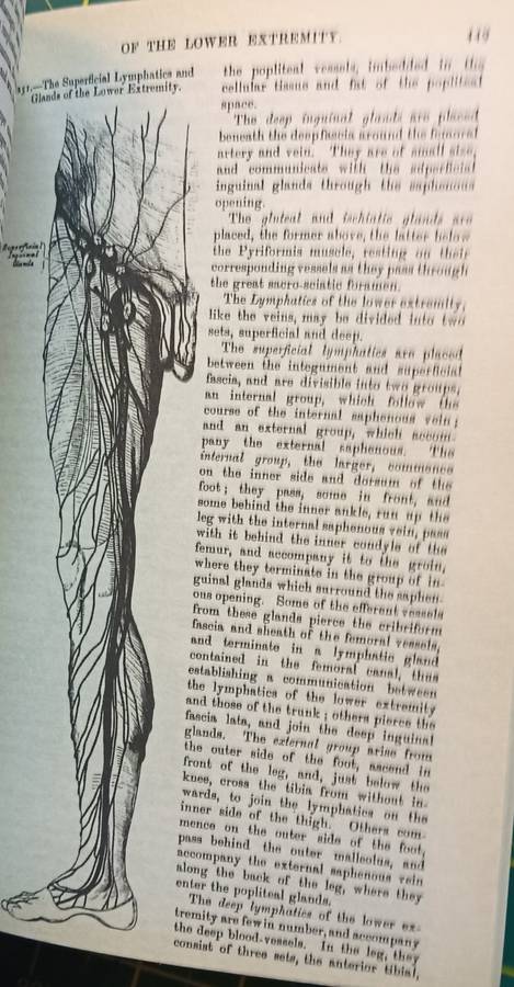 Gray's Anatomy - Henry Gray F.R.S. - Softcover - 768 pages