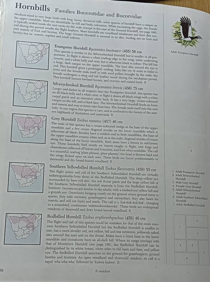Southern African Birds - A Photographic Guide - Sinclair & Davidson - Hardcover - 304 pages