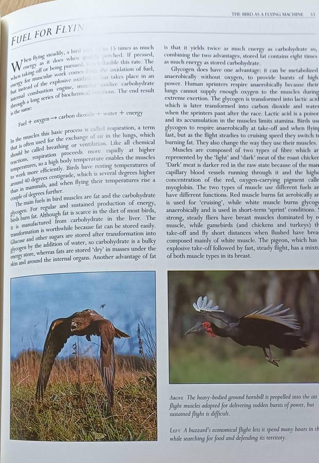 Bird Flight - Robert Burton - Hardcover - 160 pages