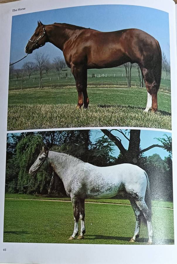 The Country Life Book of the Horse - Robert Owen (Editor) - Hardcover - 231 pages