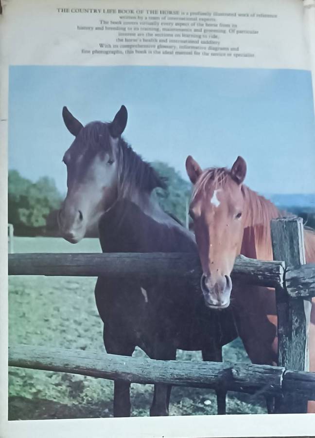 The Country Life Book of the Horse - Robert Owen (Editor) - Hardcover - 231 pages