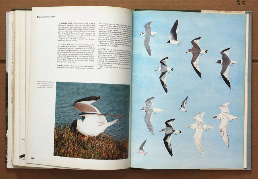 Birds of Marsh and Shore - The Orbis Encyclopedia of Birds of Britain and Europe Vol. 3 John Gooders