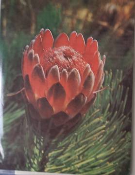 RSA, SWA, Homelands & Zimbabwe 1974-88 FDC Definitive Folders