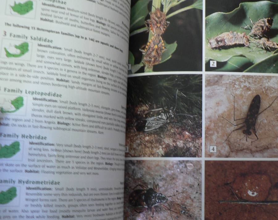 Southern African Insects and their world by Alan Weaving