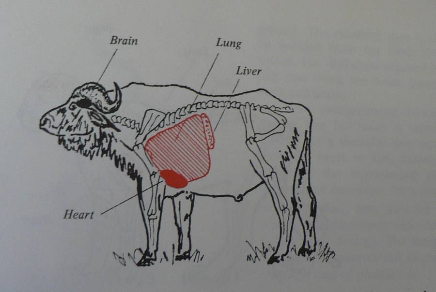 A Hunter`s Handbook by Tim Ivins(ed.) (hunting)