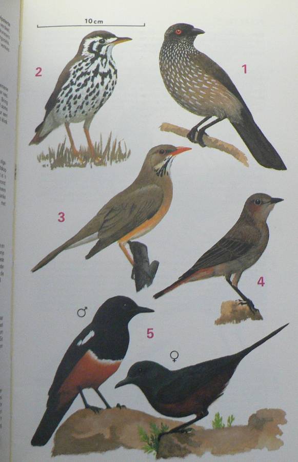 Voels van die Nasionale Krugerwildtuin deur Kenneth Newman(bird guide)