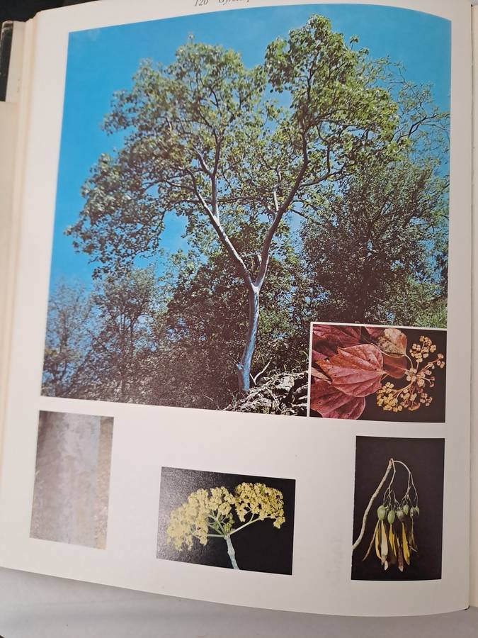 TREES OF THE KRUGER NATIONAL PARK.  2 volumes. By P Van Wyk.