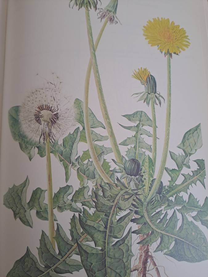 WEEDS OF CROPS AND GARDENS IN SOUTHERN AFRICA.