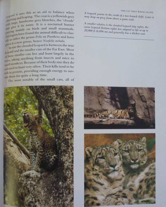 KINGDOM OF THE EAST - ANIMALS OF THE ORIENT By C Willocl