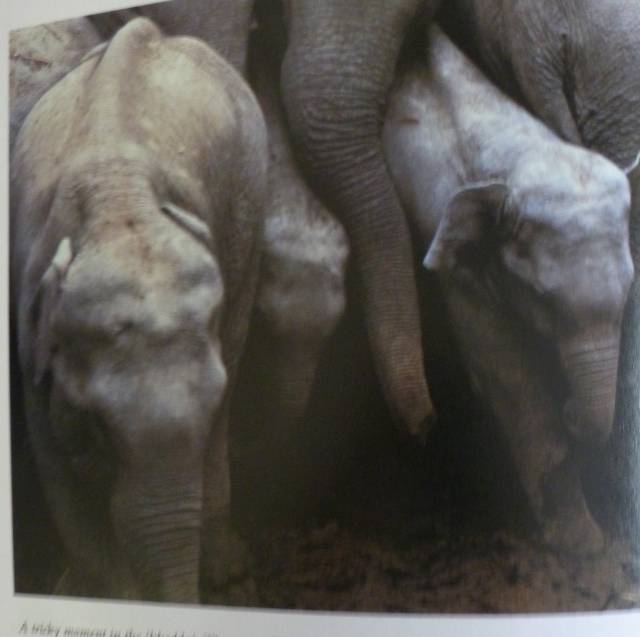 KINGDOM OF THE EAST - ANIMALS OF THE ORIENT By C Willocl