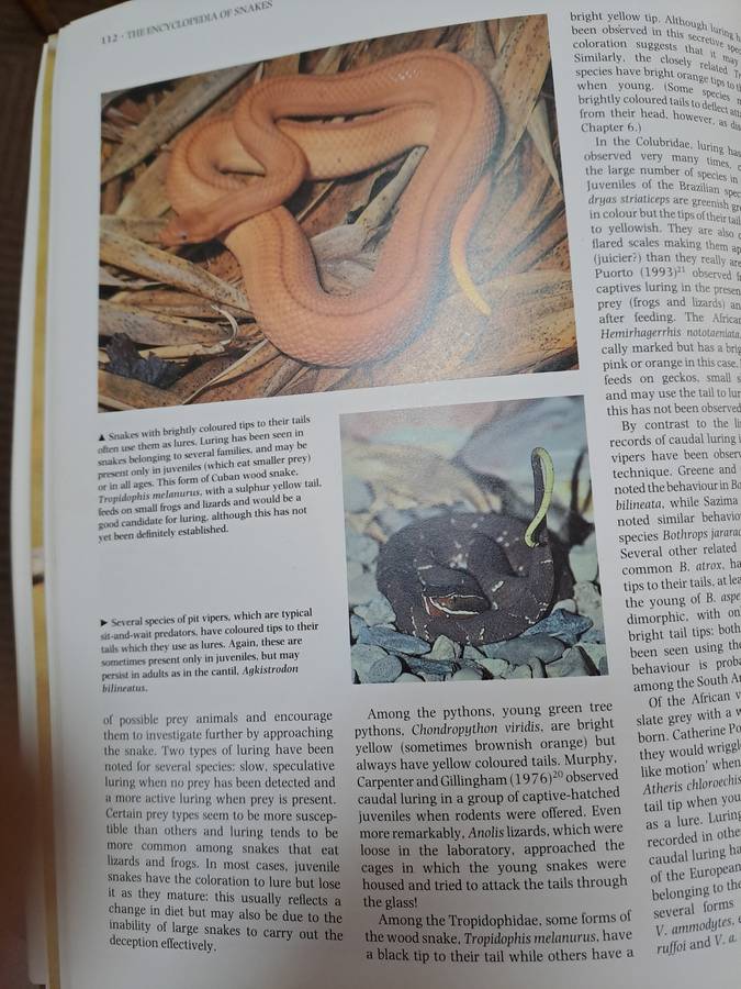 THE ENCYCLOPEDIA OF SNAKES.  By C Mattison