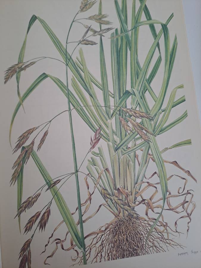 WEEDS OF CROPS AND GARDENS IN SOUTHERN AFRICA.