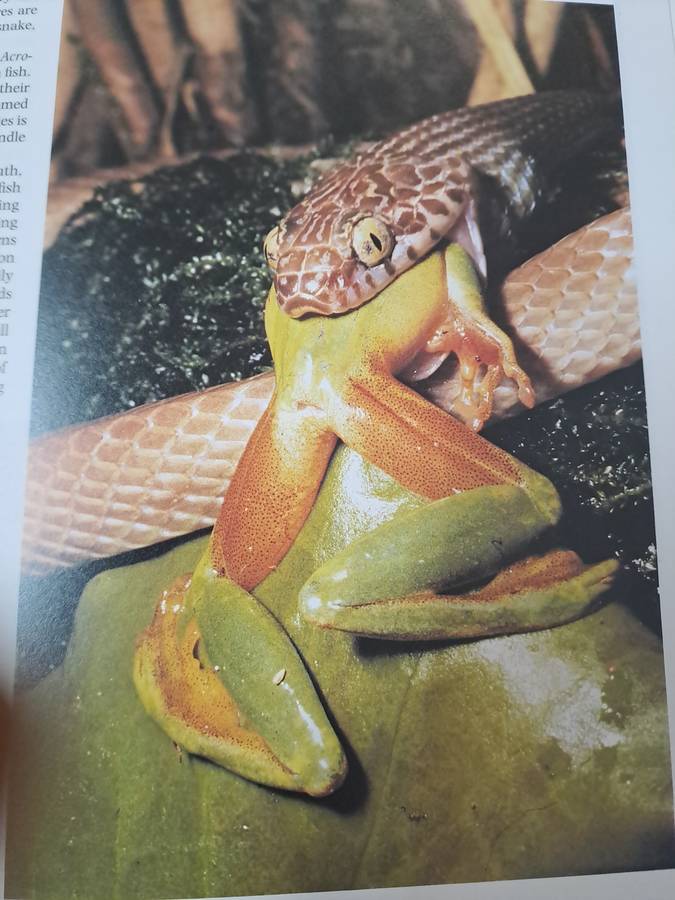 THE ENCYCLOPEDIA OF SNAKES.  By C Mattison