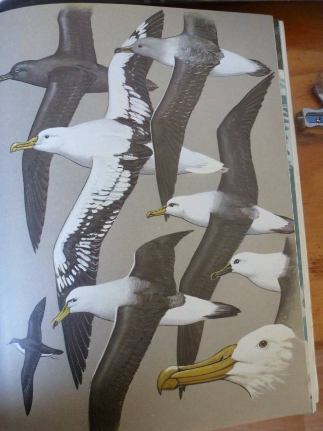 BIRDS OF THE ATLANTIC OCEAN. By Ted Stokes
