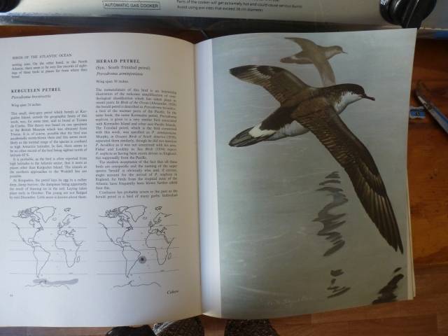 BIRDS OF THE ATLANTIC OCEAN. By Ted Stokes