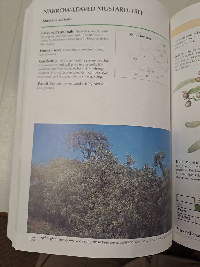 SAPPI TREE SPOTTING LOWVELD INCLUDING KRUGER NATIONAL PARK.