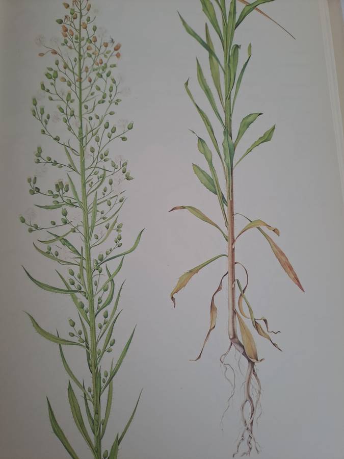 WEEDS OF CROPS AND GARDENS IN SOUTHERN AFRICA.