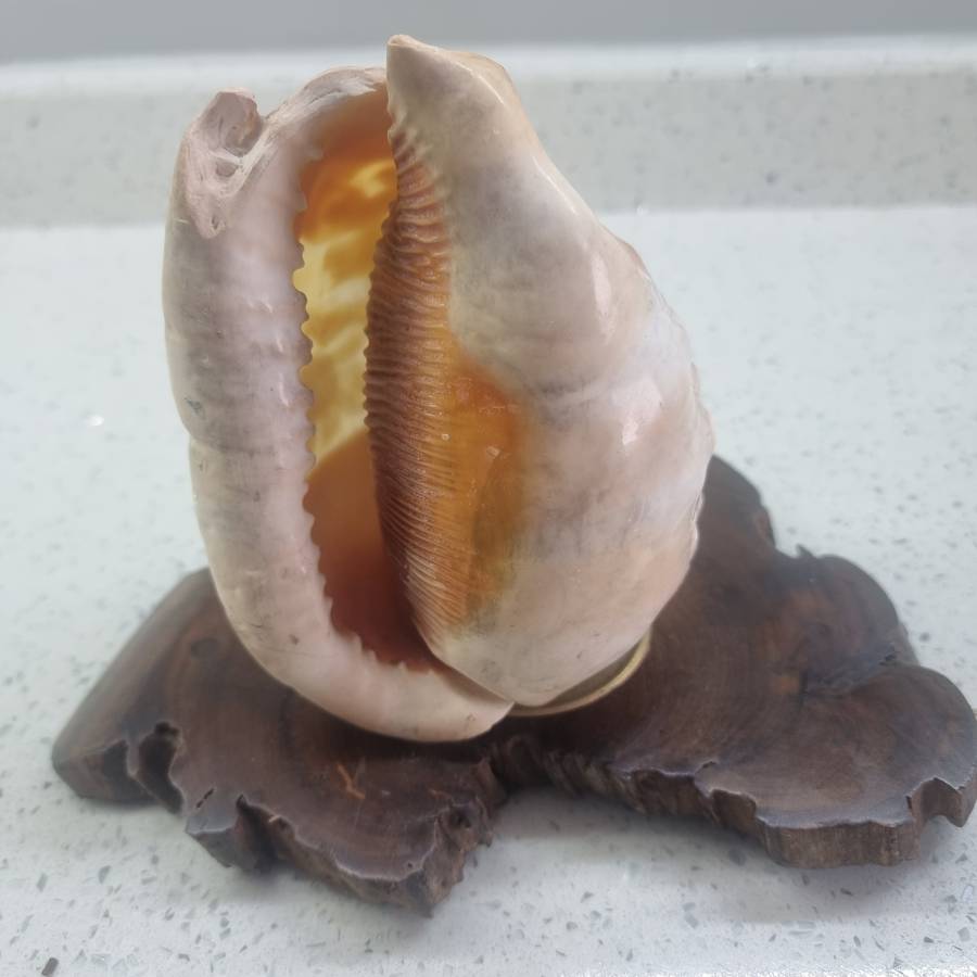 VINTAGE HAND CARVED CAMEO SEA SHELL LAMP