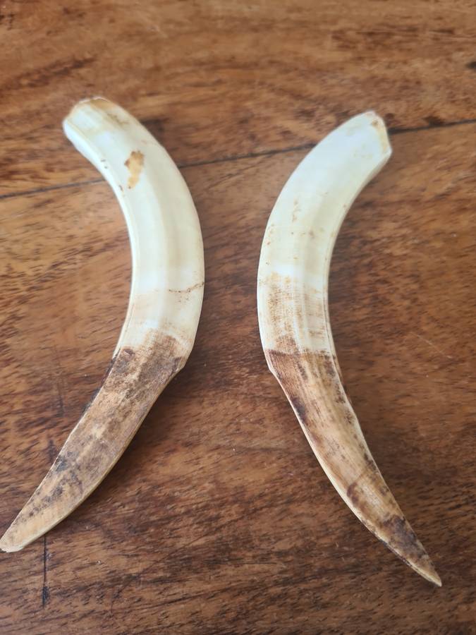 Warthog Tusks set