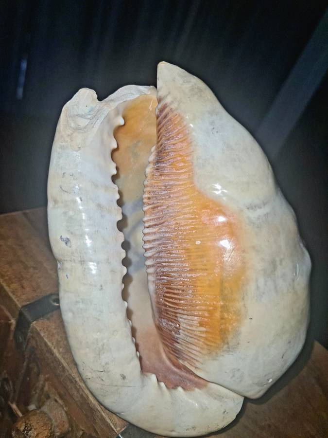 VINTAGE HAND CARVED CAMEO SEA SHELL LAMP