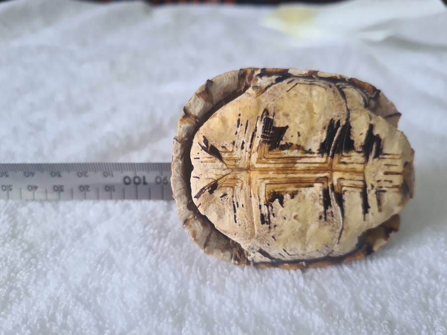 Antique Tortoise Shell