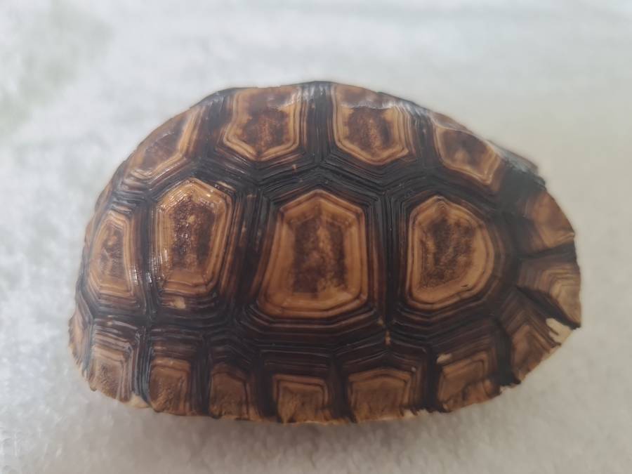 Antique Tortoise Shell