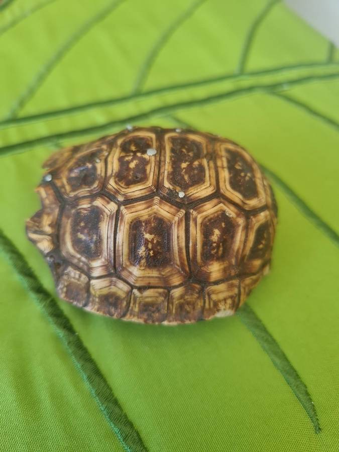 Antique Tortoise Shell