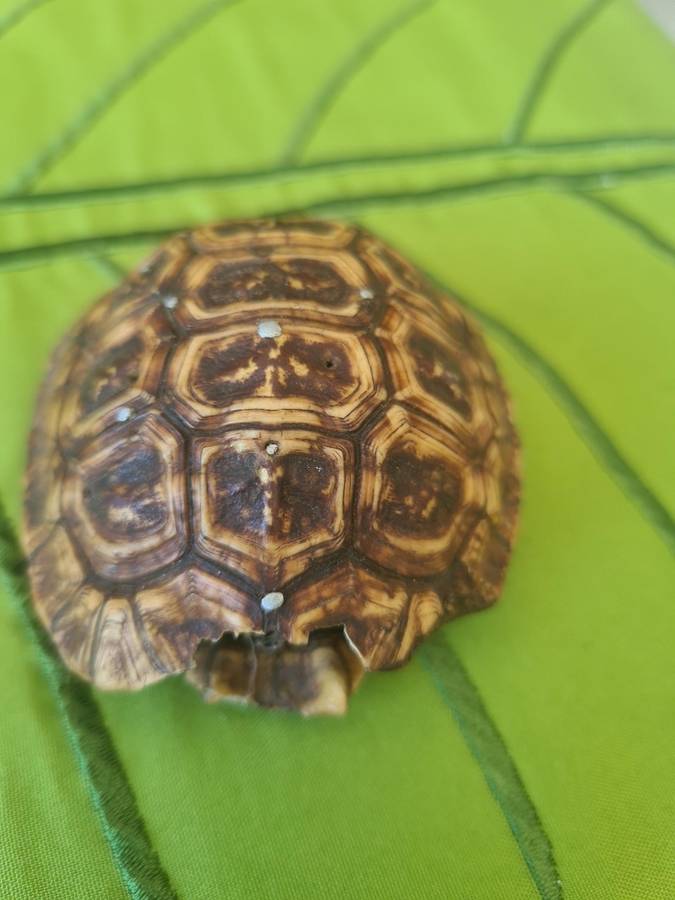 Antique Tortoise Shell