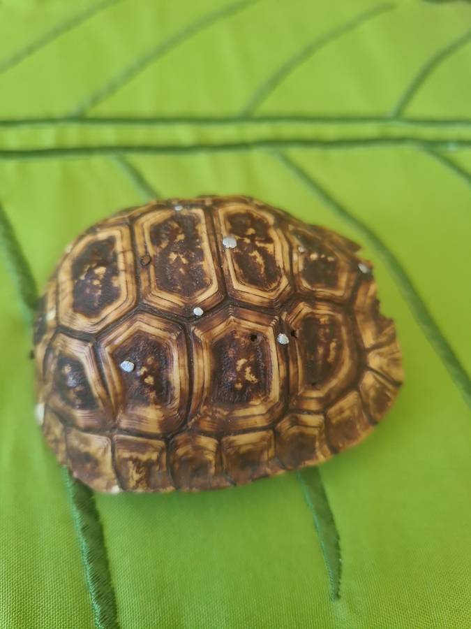 Antique Tortoise Shell