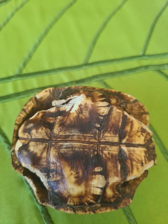 Antique Tortoise Shell