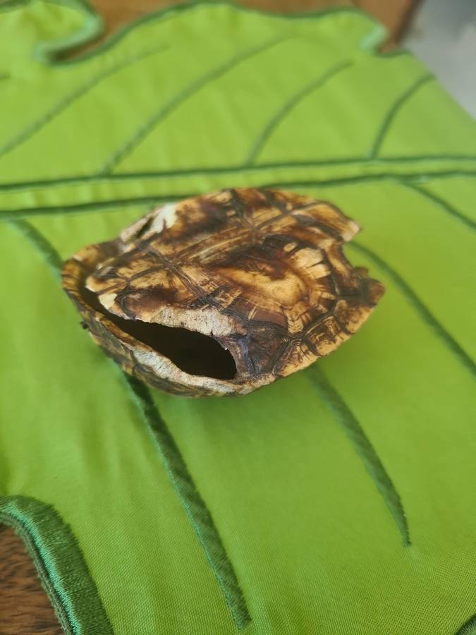 Antique Tortoise Shell