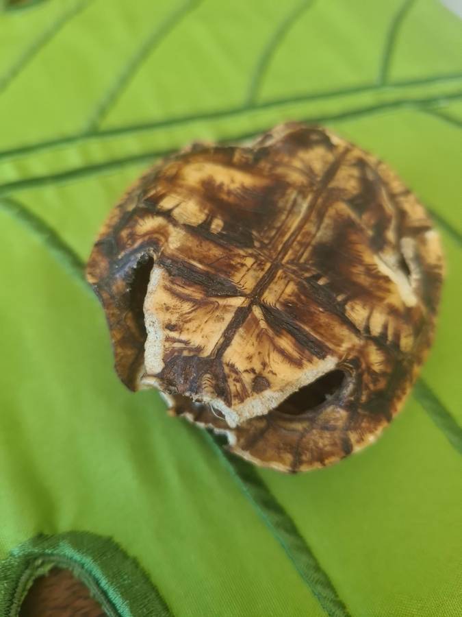 Antique Tortoise Shell
