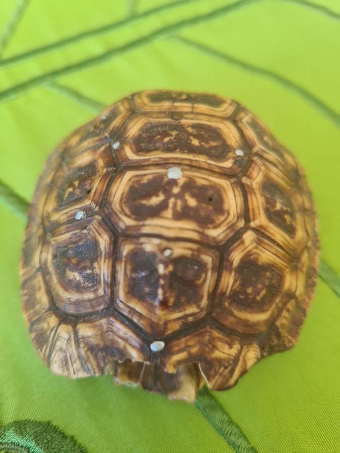 Antique Tortoise Shell
