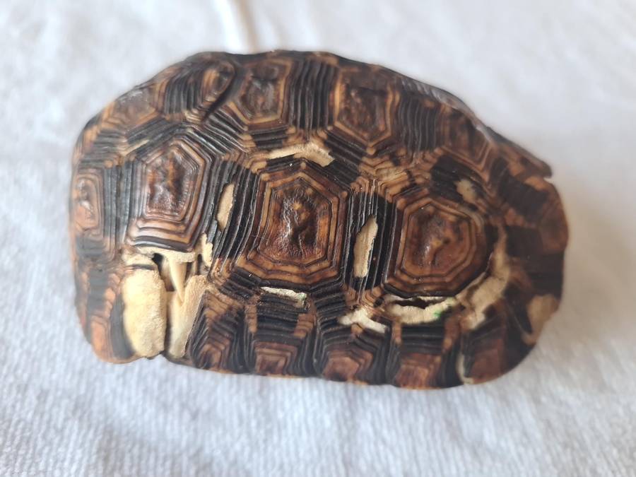 Antique Tortoise Shell