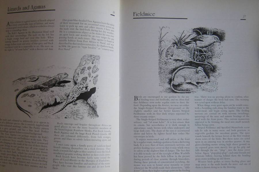 Jeff Huntlys African Wildlife Sketches Jeff Huntly