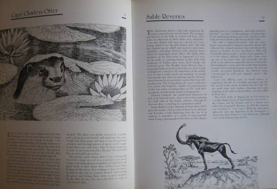 Jeff Huntlys African Wildlife Sketches Jeff Huntly
