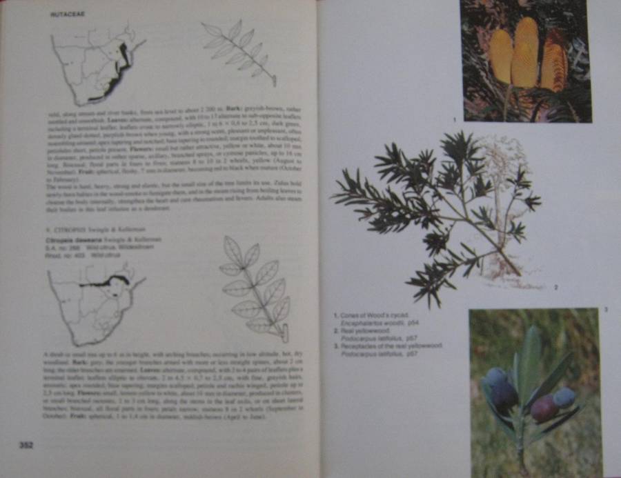 Trees of Southern Africa Keith Coates Palgrave | R B Drummond