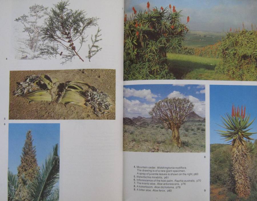 Trees of Southern Africa Keith Coates Palgrave | R B Drummond