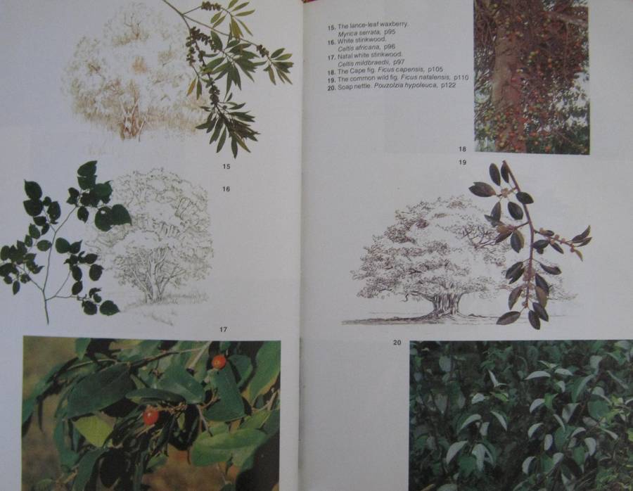 Trees of Southern Africa Keith Coates Palgrave | R B Drummond