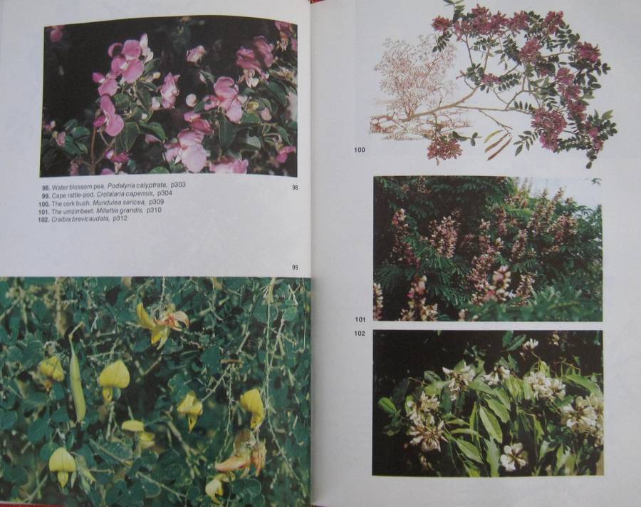 Trees of Southern Africa Keith Coates Palgrave | R B Drummond