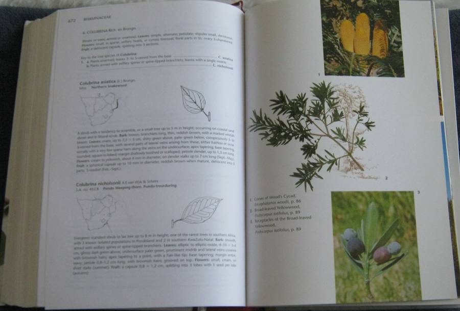 Trees of Southern Africa New Edition Revised and Updated