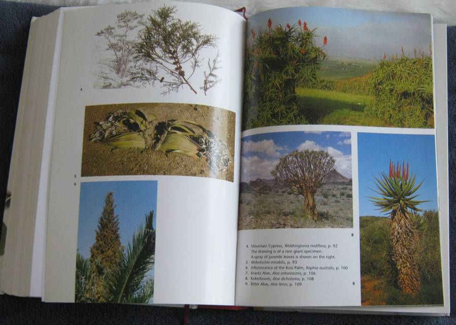 Trees of Southern Africa New Edition Revised and Updated