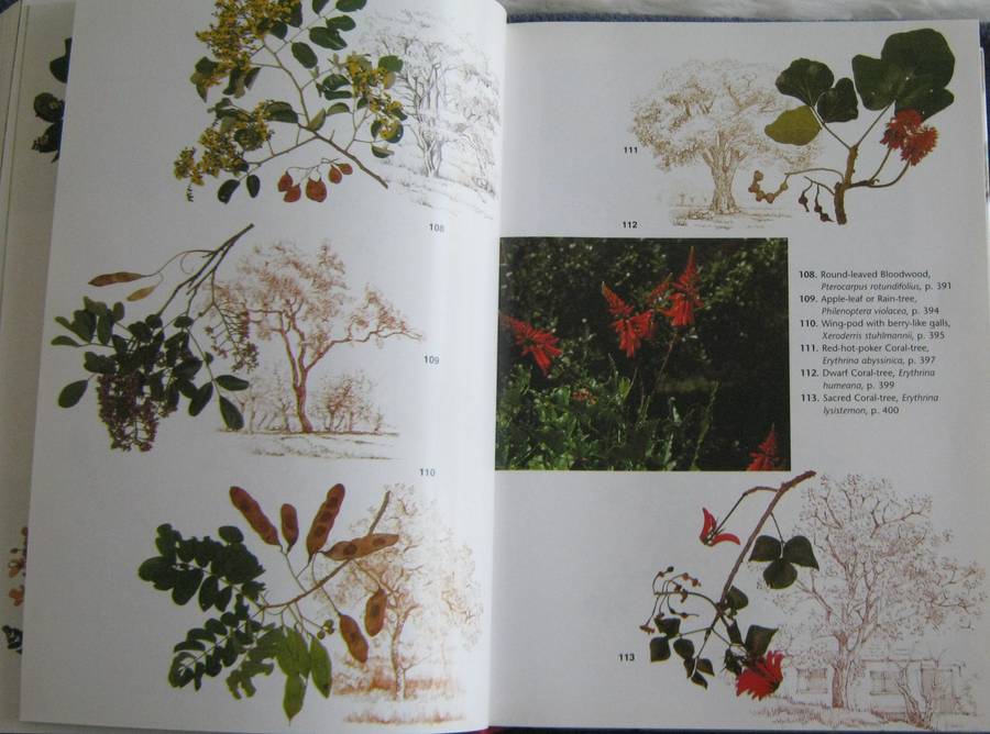 Trees of Southern Africa New Edition Revised and Updated